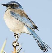 California Scrub Jay