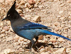 Steller's Jay