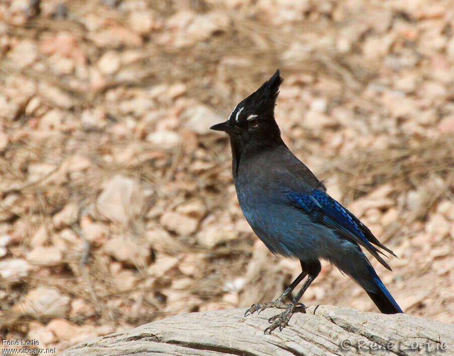 Geai de Stelleradulte, identification