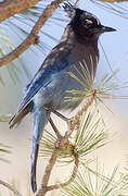 Steller's Jay