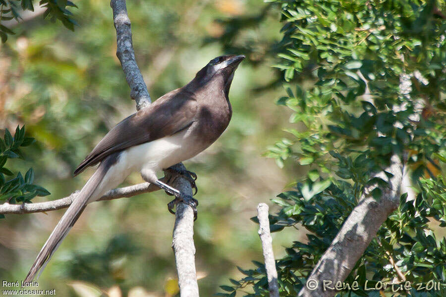 Brown Jayadult