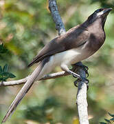 Brown Jay