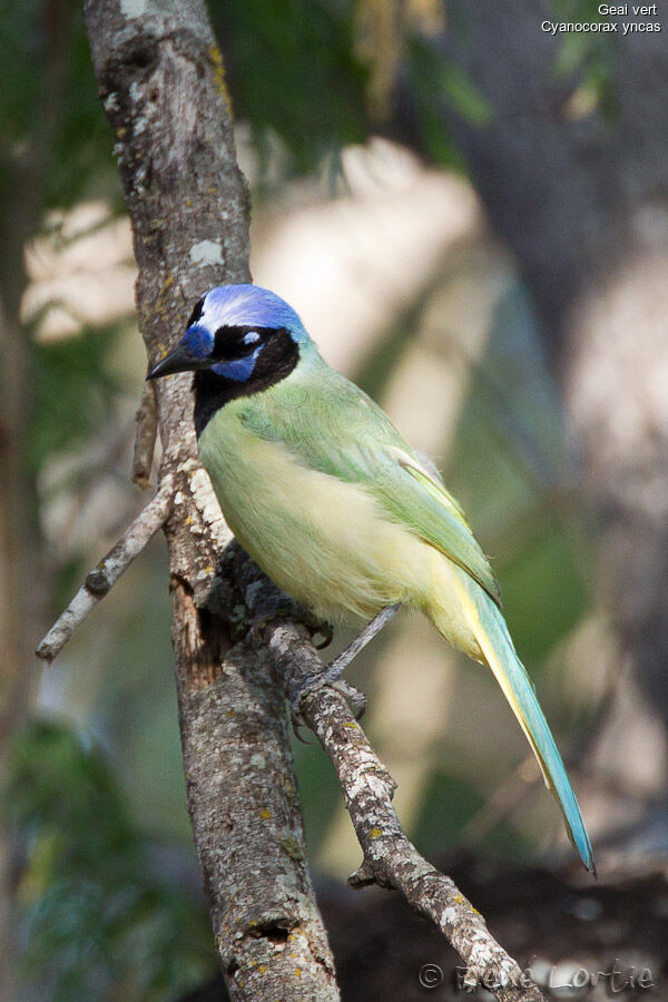 Inca Jayadult, identification