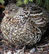 Ruffed Grouse