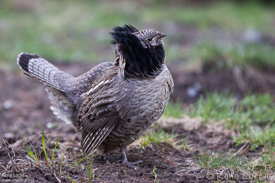 Ruffed Grouse male adult, identification