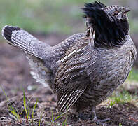 Ruffed Grouse