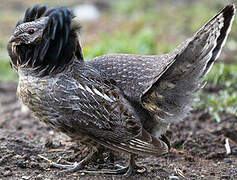 Ruffed Grouse