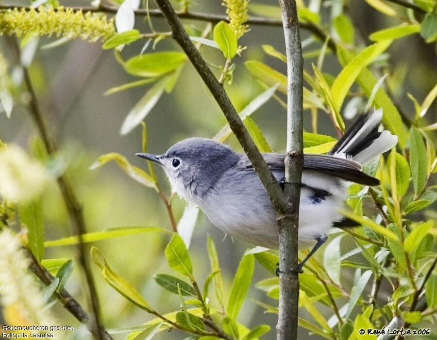 Blue-grey Gnatcatcher