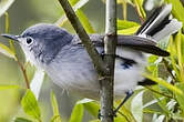 Gobemoucheron gris-bleu