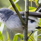 Gobemoucheron gris-bleu