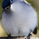 Gobemoucheron gris-bleu