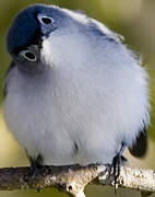 Blue-grey Gnatcatcher