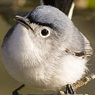 Gobemoucheron gris-bleu