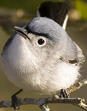 Gobemoucheron gris-bleu