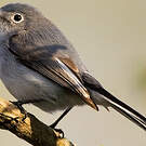 Gobemoucheron gris-bleu