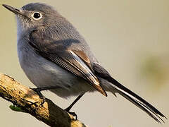 Blue-grey Gnatcatcher