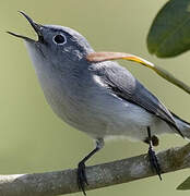 Blue-grey Gnatcatcher