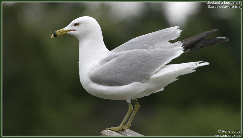 Ring-billed Gull