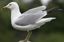 Ring-billed Gull