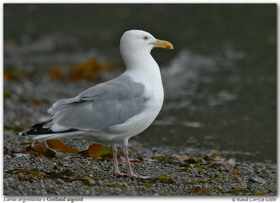 American Herring Gull