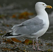 American Herring Gull