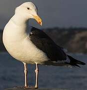 Western Gull