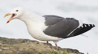 Western Gull