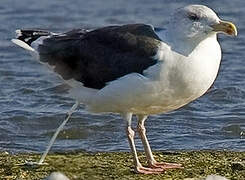 Great Black-backed Gull