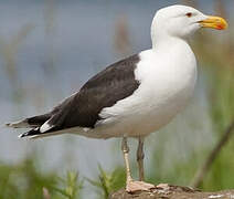 Great Black-backed Gull