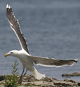 Great Black-backed Gull