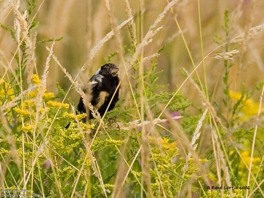 Bobolink