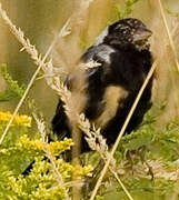 Bobolink