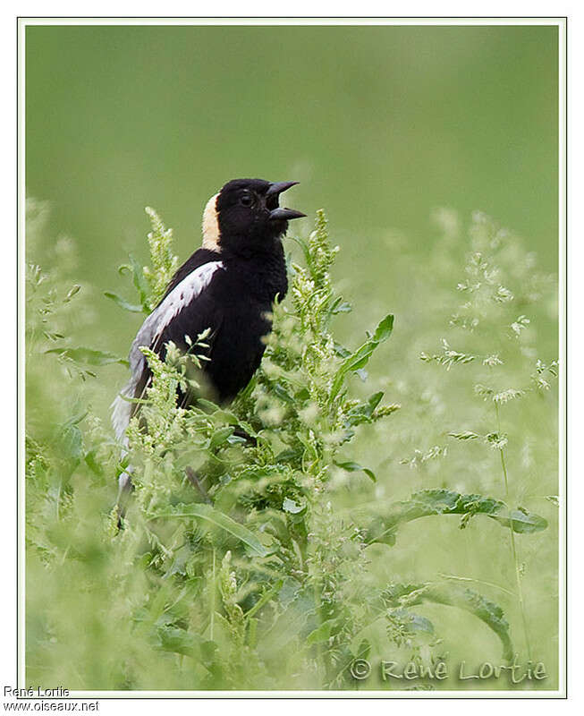 Bobolink male adult breeding, song, Behaviour