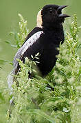 Bobolink