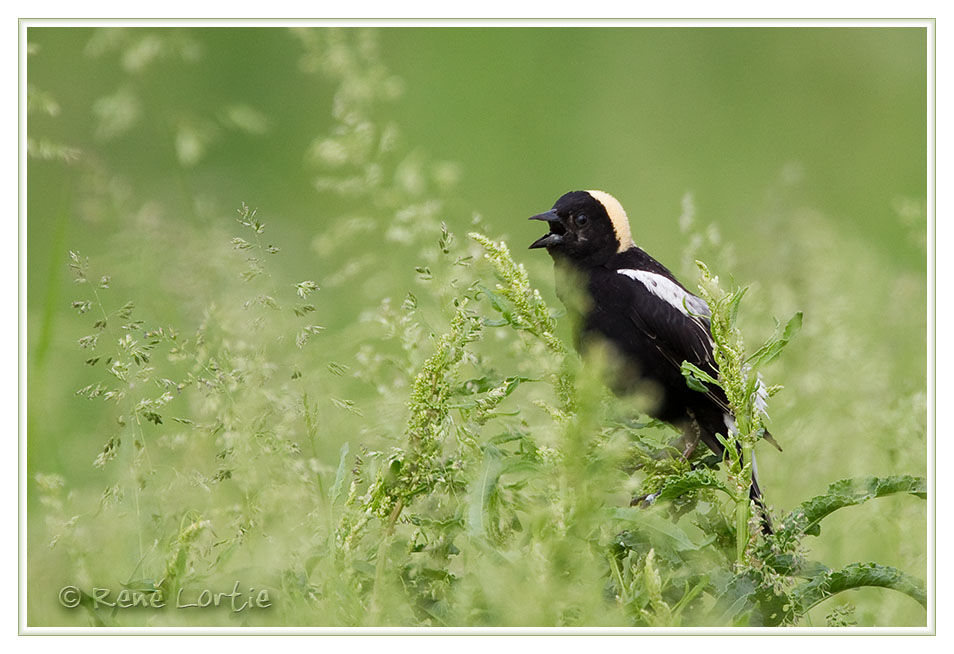 Bobolink male adult breeding, identification, Reproduction-nesting, song