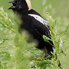 Goglu des prés