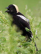 Goglu des prés