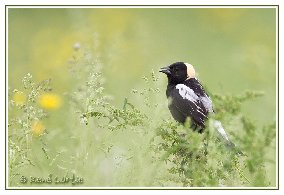 Bobolink male adult breeding, identification, Reproduction-nesting