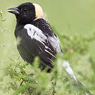 Goglu des prés