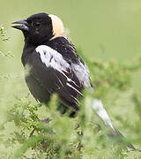 Bobolink