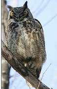 Great Horned Owl