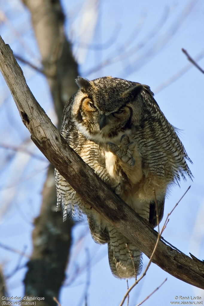 Great Horned Owl