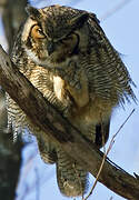 Great Horned Owl