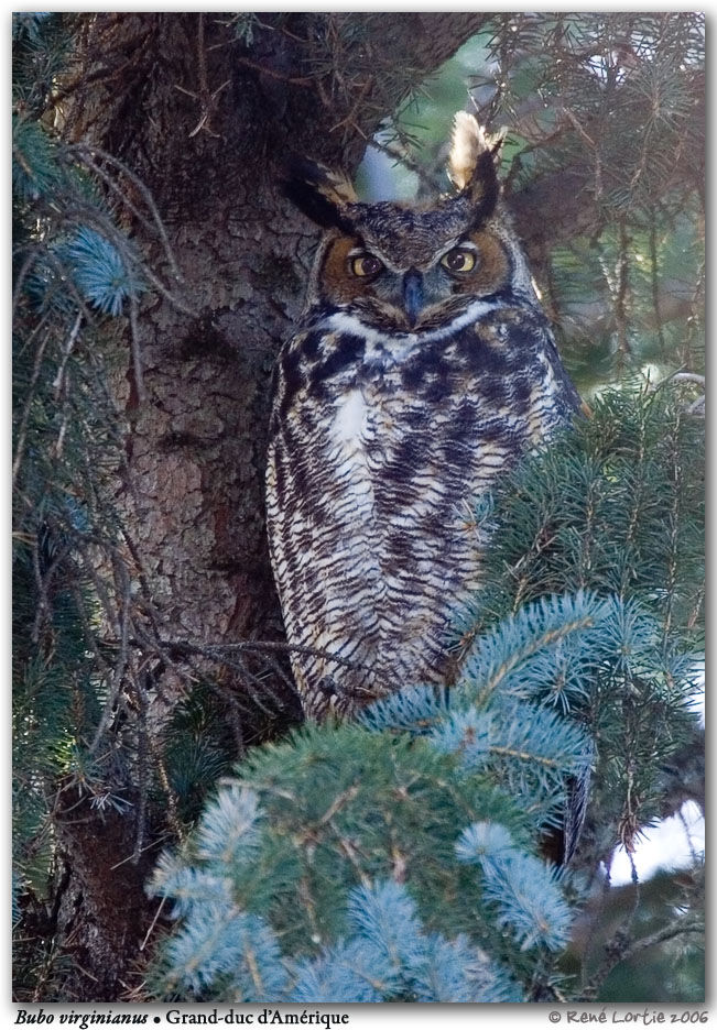 Great Horned Owl