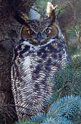 Great Horned Owl