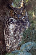 Great Horned Owl