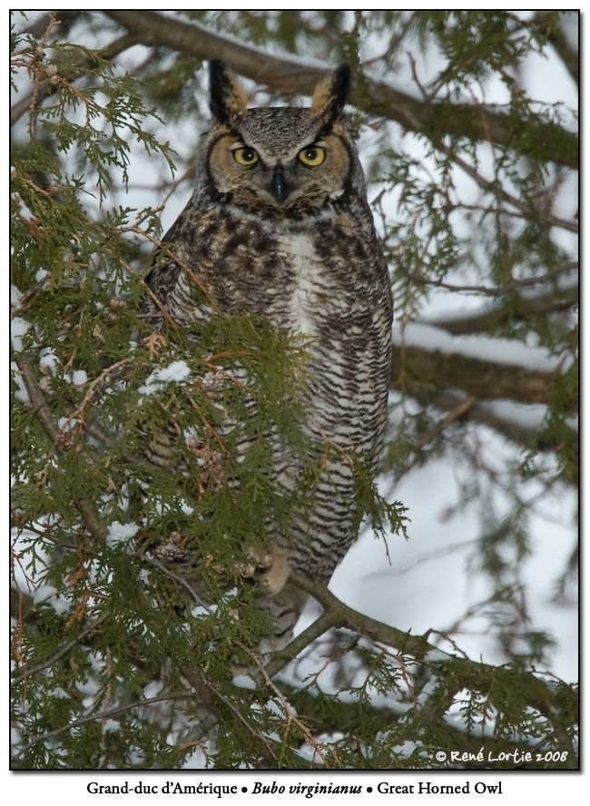 Great Horned Owl