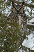 Great Horned Owl