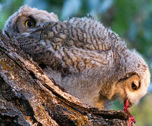 Great Horned Owl