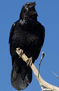 Northern Raven